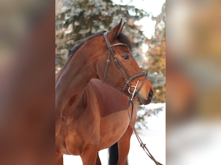 Cavallo da sella tedesco Giumenta 12 Anni 163 cm Baio in Berlin
