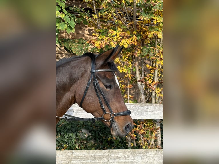 Cavallo da sella tedesco Giumenta 12 Anni 164 cm Baio in Hofgeismar