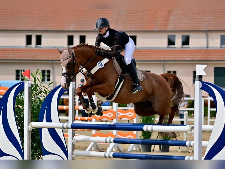 Cavallo da sella tedesco Giumenta 12 Anni 165 cm Sauro in Kolkwitz