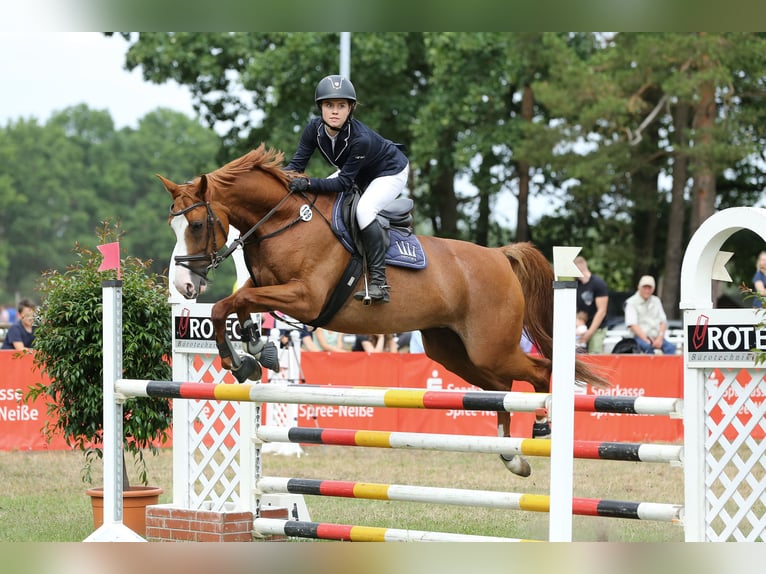 Cavallo da sella tedesco Giumenta 12 Anni 165 cm Sauro in Kolkwitz