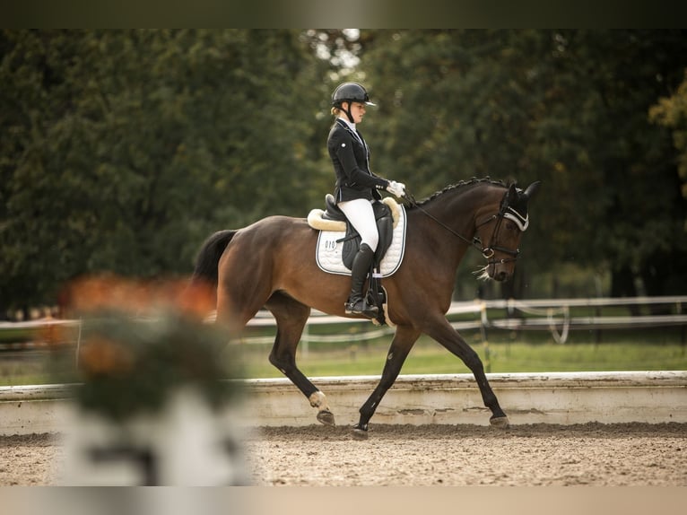 Cavallo da sella tedesco Giumenta 12 Anni 167 cm Baio in Göppingen