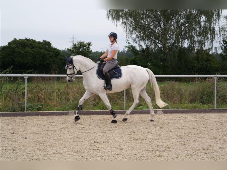 Cavallo da sella tedesco Giumenta 12 Anni 168 cm Grigio in Ulm