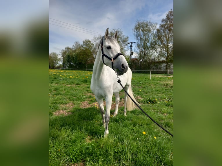 Cavallo da sella tedesco Giumenta 12 Anni 168 cm Grigio in Ulm