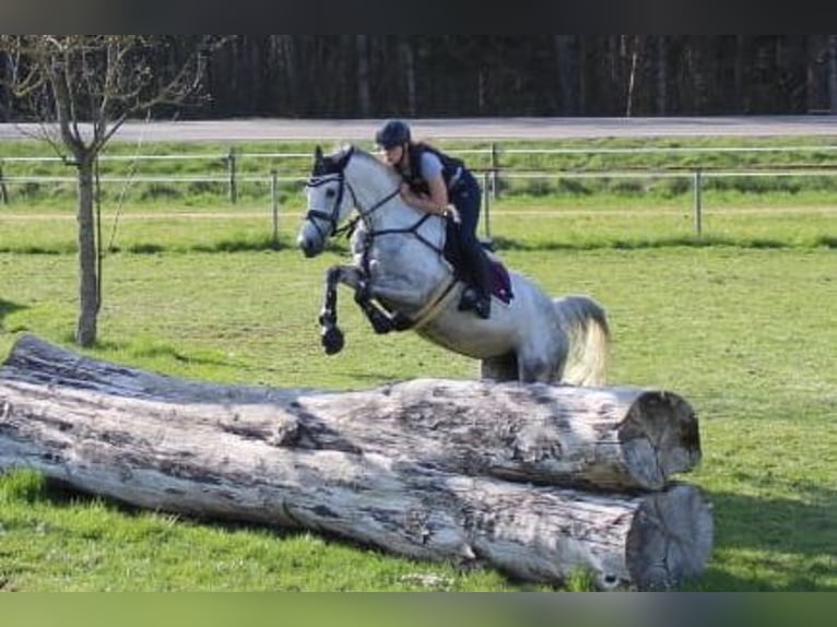 Cavallo da sella tedesco Giumenta 12 Anni 168 cm Grigio in Ulm