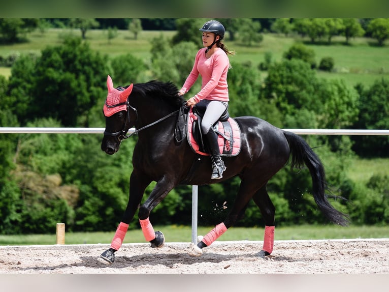 Cavallo da sella tedesco Giumenta 12 Anni 168 cm Morello in Nessetal