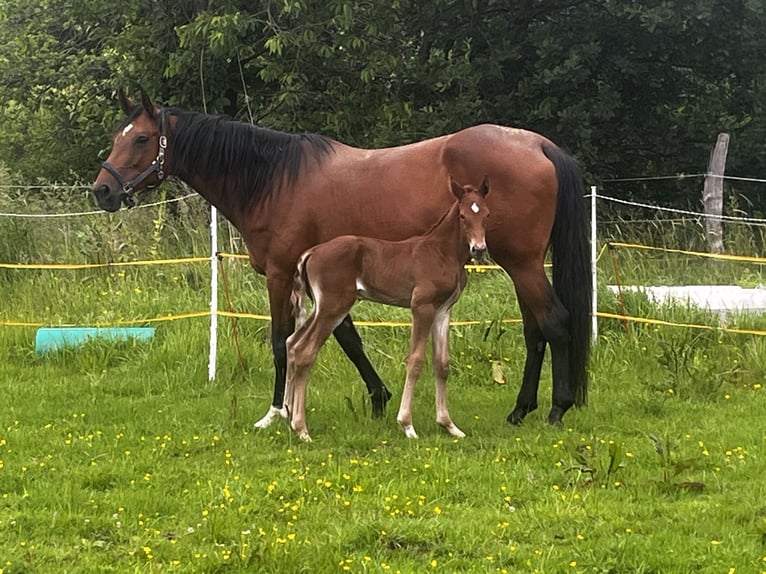 Cavallo da sella tedesco Giumenta 12 Anni 170 cm Baio in Wipperf&#xFC;rthWipperf&#xFC;rth