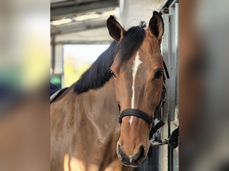 Cavallo da sella tedesco Giumenta 12 Anni 170 cm Baio in Willich