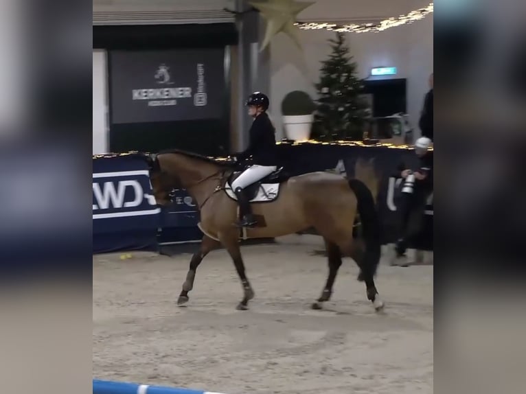 Cavallo da sella tedesco Giumenta 12 Anni 170 cm Baio in Willich