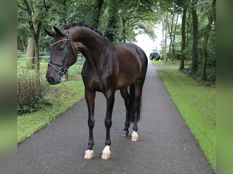 Cavallo da sella tedesco Giumenta 12 Anni 170 cm Baio scuro in Recke, bei Osnabrück