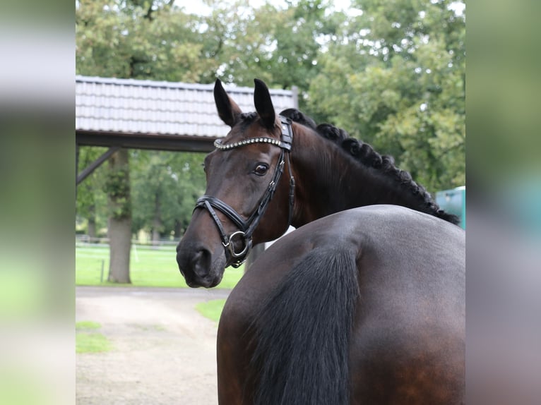 Cavallo da sella tedesco Giumenta 12 Anni 170 cm Baio scuro in Recke, bei Osnabrück