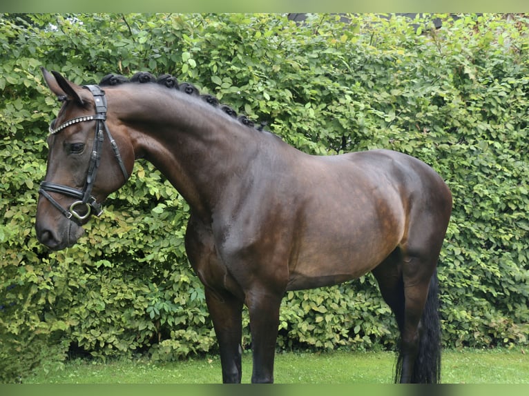 Cavallo da sella tedesco Giumenta 12 Anni 170 cm Baio scuro in Recke, bei Osnabrück