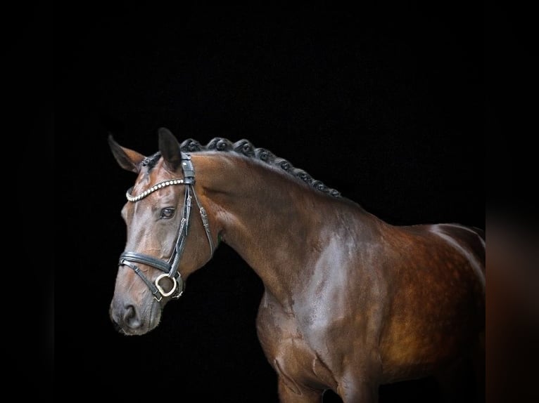 Cavallo da sella tedesco Giumenta 12 Anni 170 cm Baio scuro in Recke, bei Osnabrück