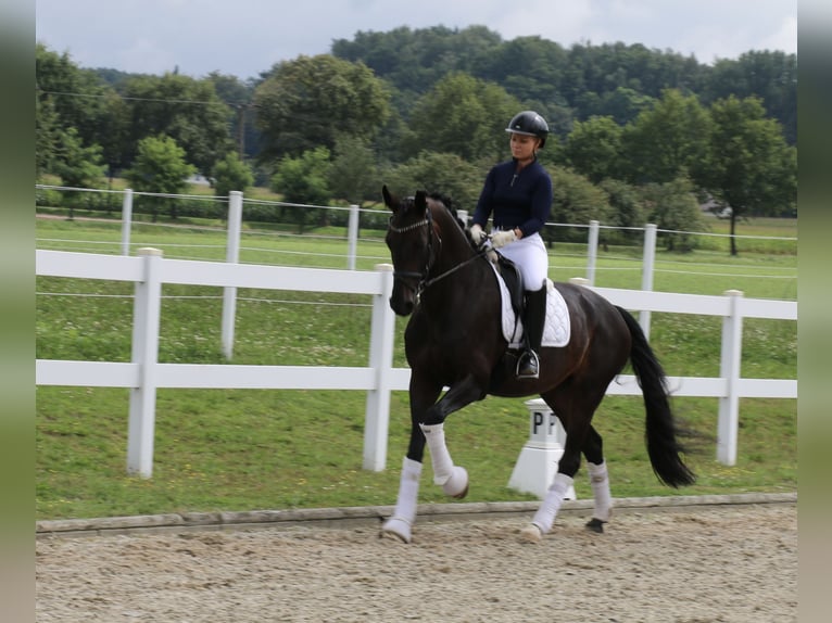 Cavallo da sella tedesco Giumenta 12 Anni 170 cm Baio scuro in Recke, bei Osnabrück