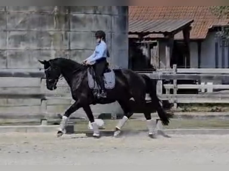 Cavallo da sella tedesco Giumenta 12 Anni 175 cm Morello in Bad König