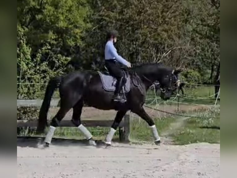Cavallo da sella tedesco Giumenta 12 Anni 175 cm Morello in Bad König