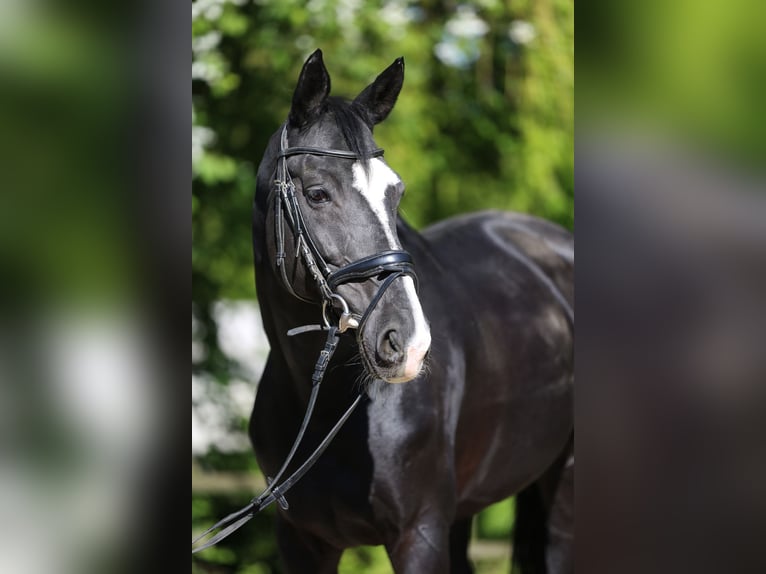 Cavallo da sella tedesco Giumenta 12 Anni Morello in Göppingen
