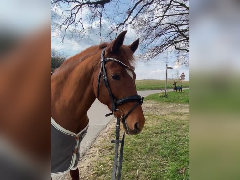 Cavallo da sella tedesco Giumenta 13 Anni 147 cm Sauro in Osnabrück