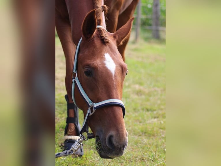 Cavallo da sella tedesco Giumenta 13 Anni 147 cm Sauro in Osnabrück