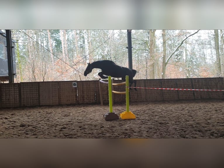 Cavallo da sella tedesco Giumenta 13 Anni 153 cm Morello in Uetze