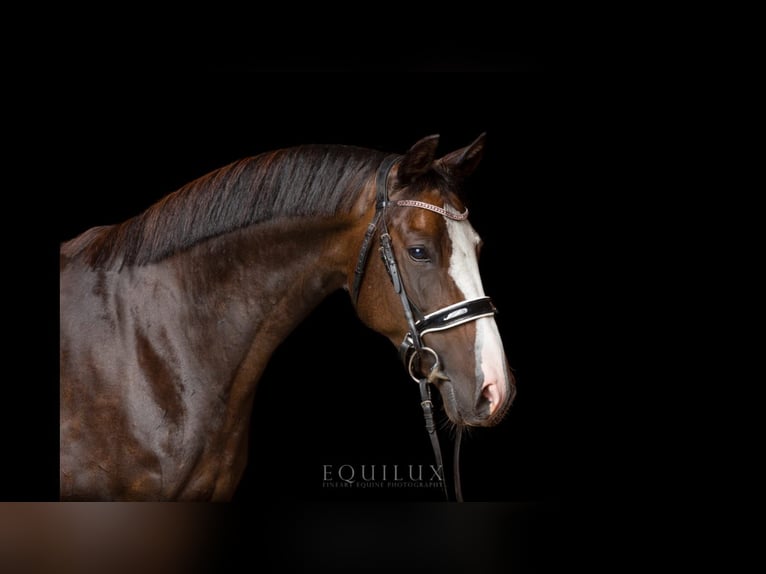 Cavallo da sella tedesco Giumenta 13 Anni 154 cm Baio scuro in Schaalby