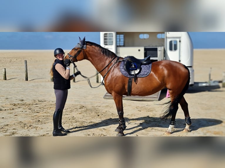 Cavallo da sella tedesco Giumenta 13 Anni 160 cm Baio in Neumünster