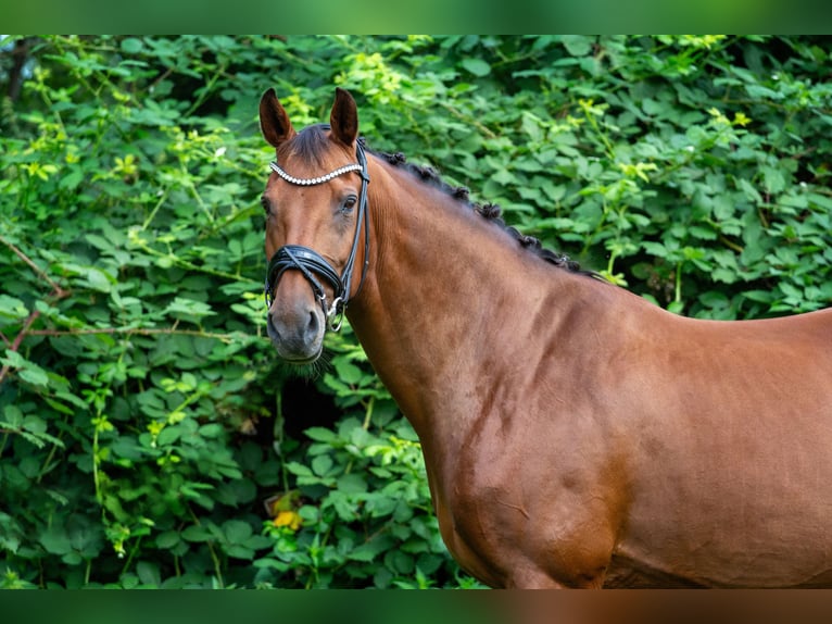 Cavallo da sella tedesco Giumenta 13 Anni 160 cm Baio in Neumünster