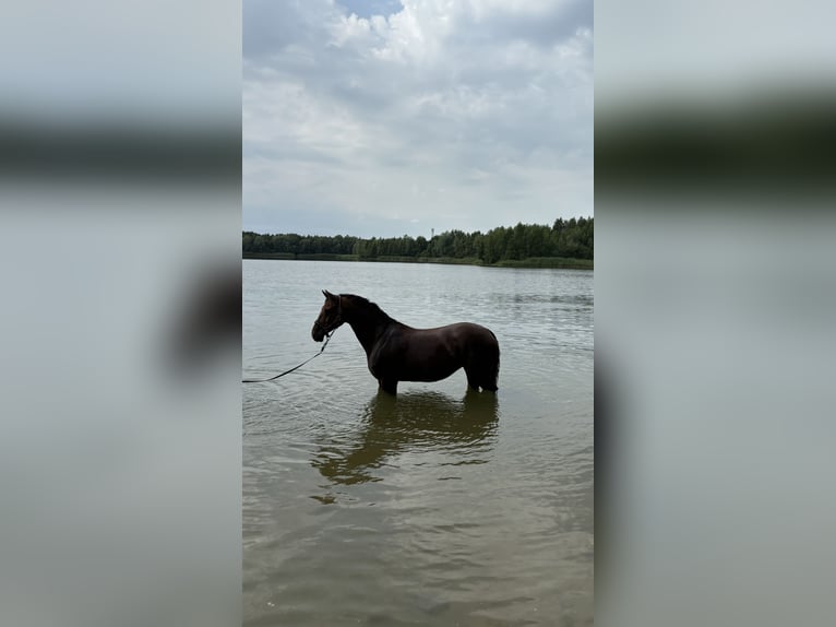 Cavallo da sella tedesco Giumenta 13 Anni 163 cm Baio in Neumünster