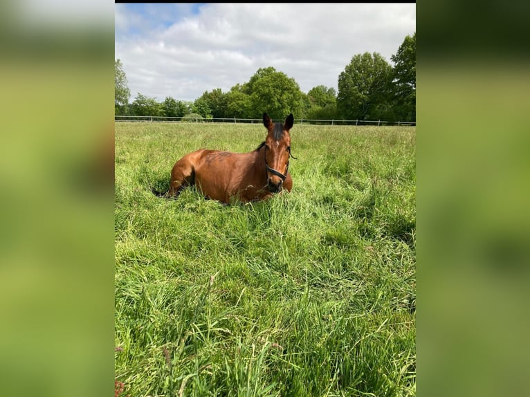 Cavallo da sella tedesco Giumenta 13 Anni 165 cm Baio in Hörstel