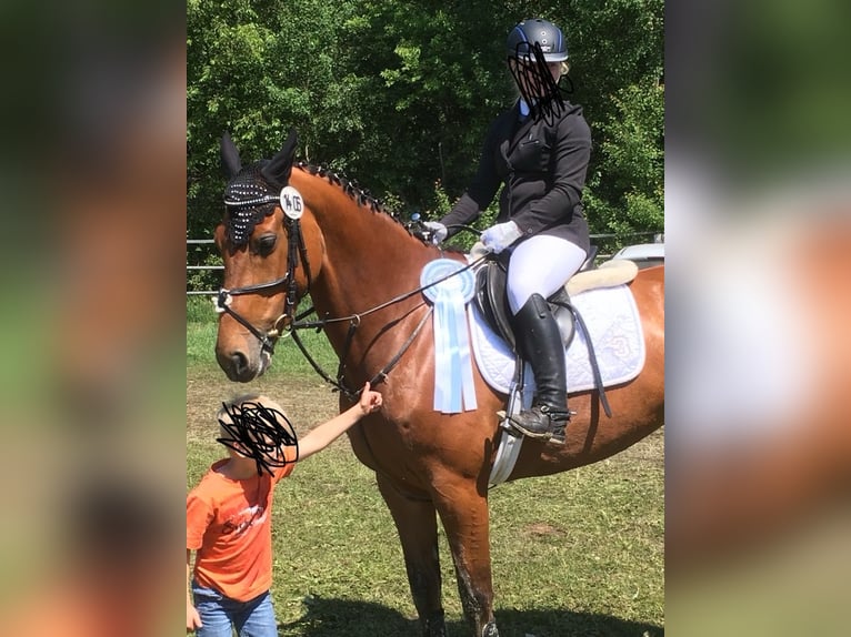 Cavallo da sella tedesco Giumenta 13 Anni 165 cm Baio in Hörstel
