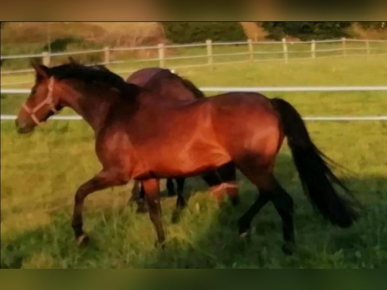 Cavallo da sella tedesco Giumenta 13 Anni 165 cm Baio scuro in Kasseedorf