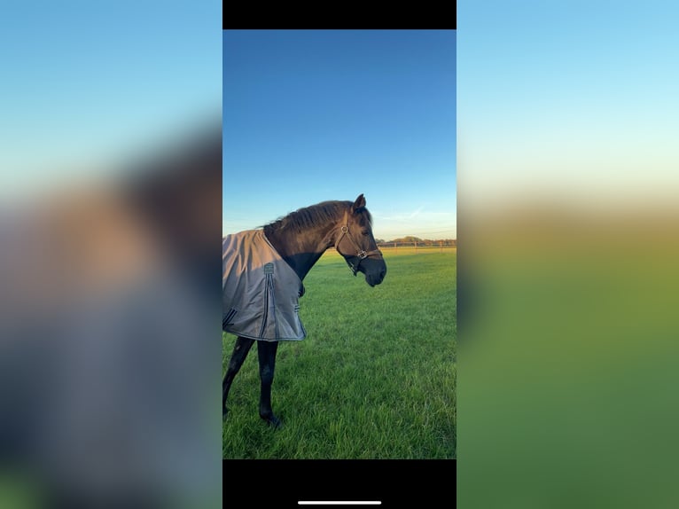 Cavallo da sella tedesco Giumenta 13 Anni 165 cm Morello in EmkendorfEmkendorf