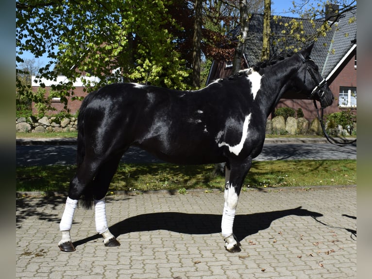 Cavallo da sella tedesco Giumenta 13 Anni 170 cm Pezzato in Fredenbeck