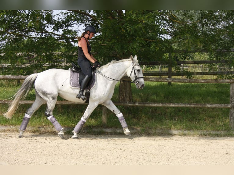Cavallo da sella tedesco Giumenta 13 Anni 174 cm Grigio in Hennef (Sieg)