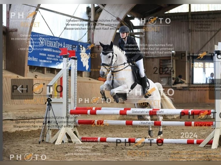 Cavallo da sella tedesco Giumenta 14 Anni 148 cm Grigio in Hohn