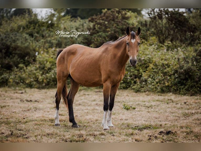 Cavallo da sella tedesco Giumenta 14 Anni 154 cm Pelle di daino in Beaumont-Pied-de-Buf