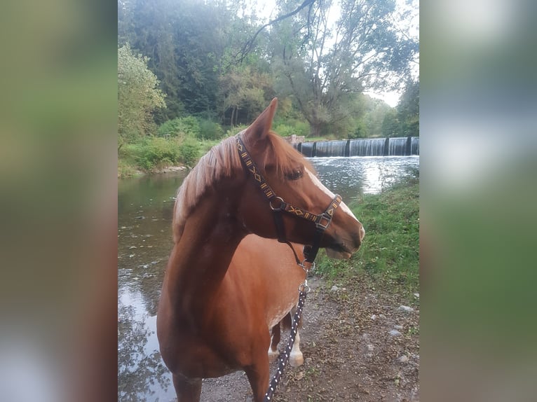 Cavallo da sella tedesco Mix Giumenta 14 Anni 154 cm Sauro in Villingendorf