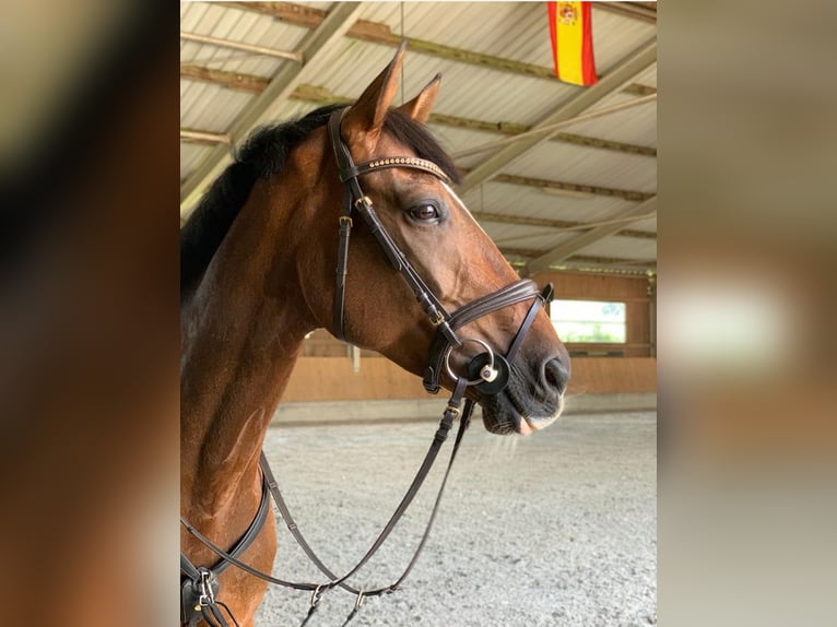 Cavallo da sella tedesco Giumenta 14 Anni 163 cm Baio in Bad Schussenried