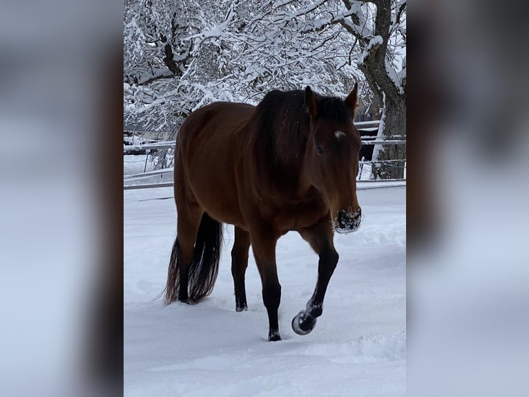 Cavallo da sella tedesco Giumenta 14 Anni 163 cm Baio in Oberentfelden