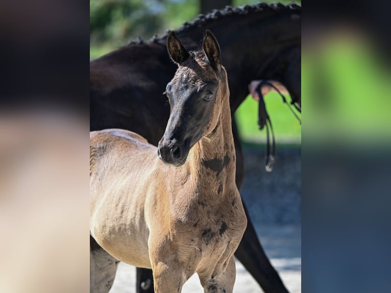 Cavallo da sella tedesco Giumenta 14 Anni 163 cm Baio nero in Reichenschwand