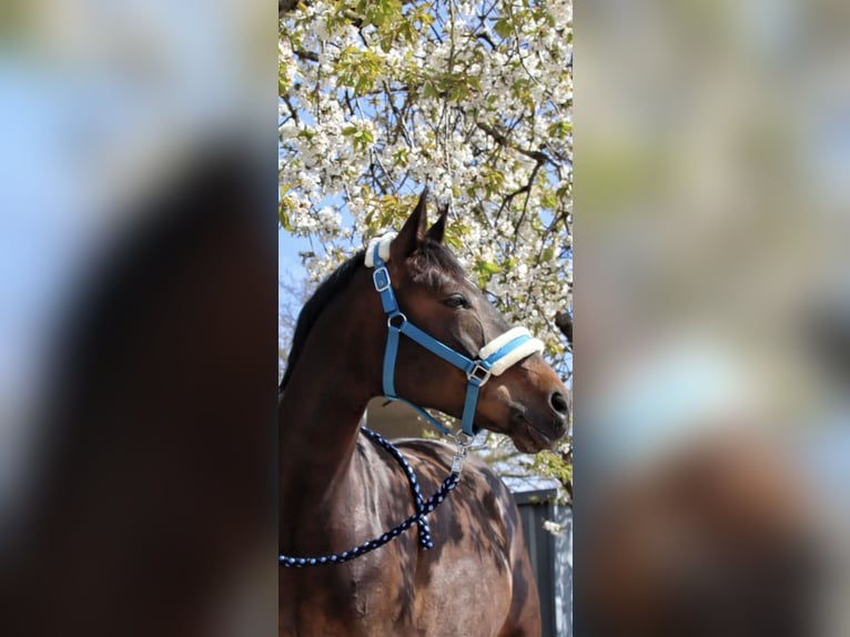 Cavallo da sella tedesco Mix Giumenta 14 Anni 163 cm Baio scuro in Gokels