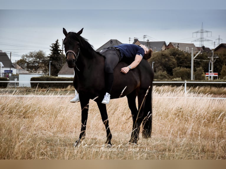 Cavallo da sella tedesco Giumenta 14 Anni 164 cm Baio scuro in Bornheim