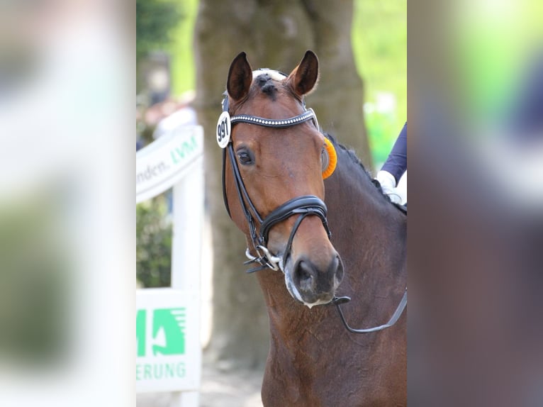 Cavallo da sella tedesco Giumenta 14 Anni 164 cm Baio scuro in Dorsten