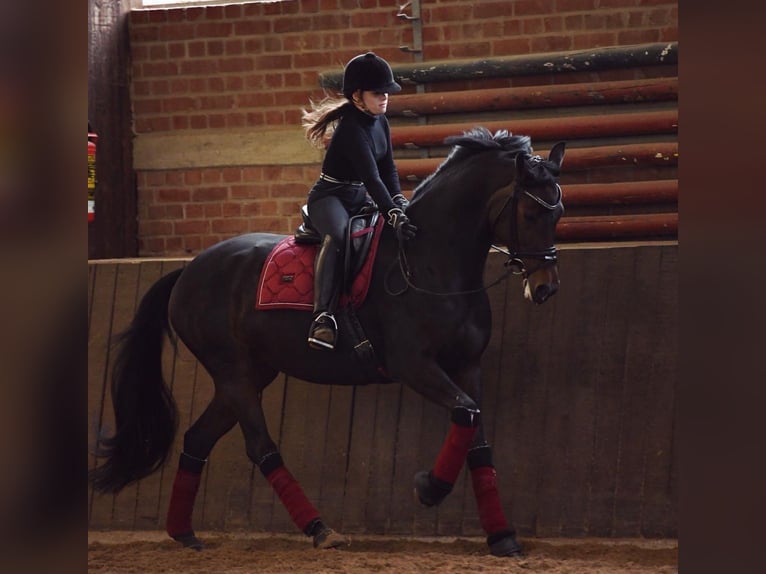 Cavallo da sella tedesco Giumenta 14 Anni 167 cm Baio nero in Hanau