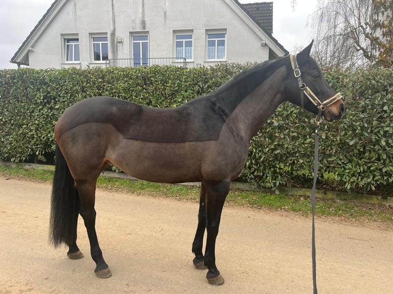 Cavallo da sella tedesco Giumenta 14 Anni 168 cm Baio scuro in Limburg an der Lahn