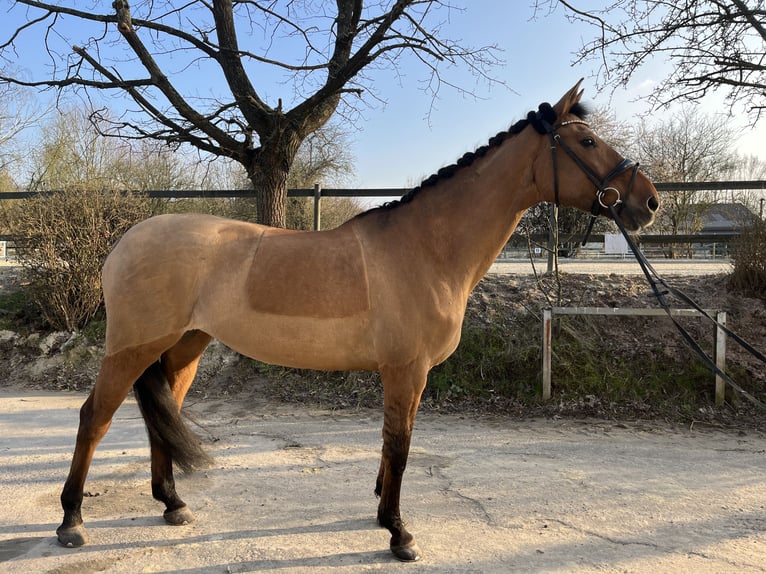 Cavallo da sella tedesco Giumenta 14 Anni 169 cm Falbo in Bovenden