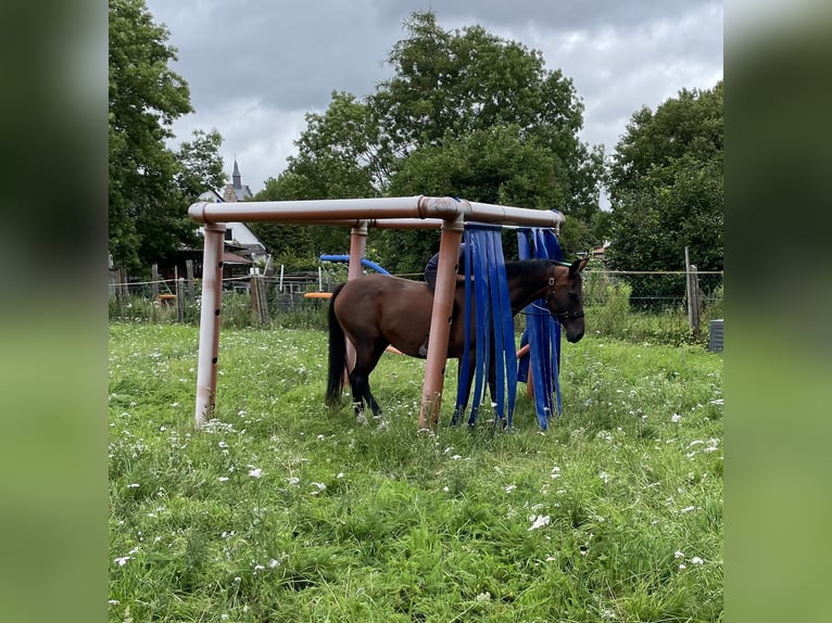 Cavallo da sella tedesco Giumenta 14 Anni 172 cm Baio in Völklingen