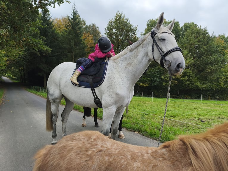 Cavallo da sella tedesco Giumenta 14 Anni 172 cm Grigio in Hennef (Sieg)