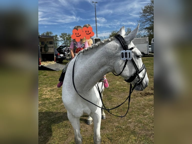 Cavallo da sella tedesco Giumenta 14 Anni 172 cm Grigio in Hennef (Sieg)