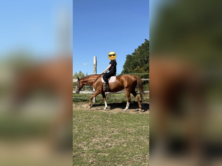 Cavallo da sella tedesco Giumenta 14 Anni Sauro in Wienhausen