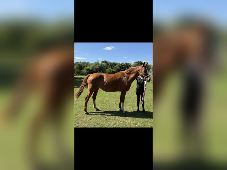 Cavallo da sella tedesco Giumenta 14 Anni Sauro in Wienhausen
